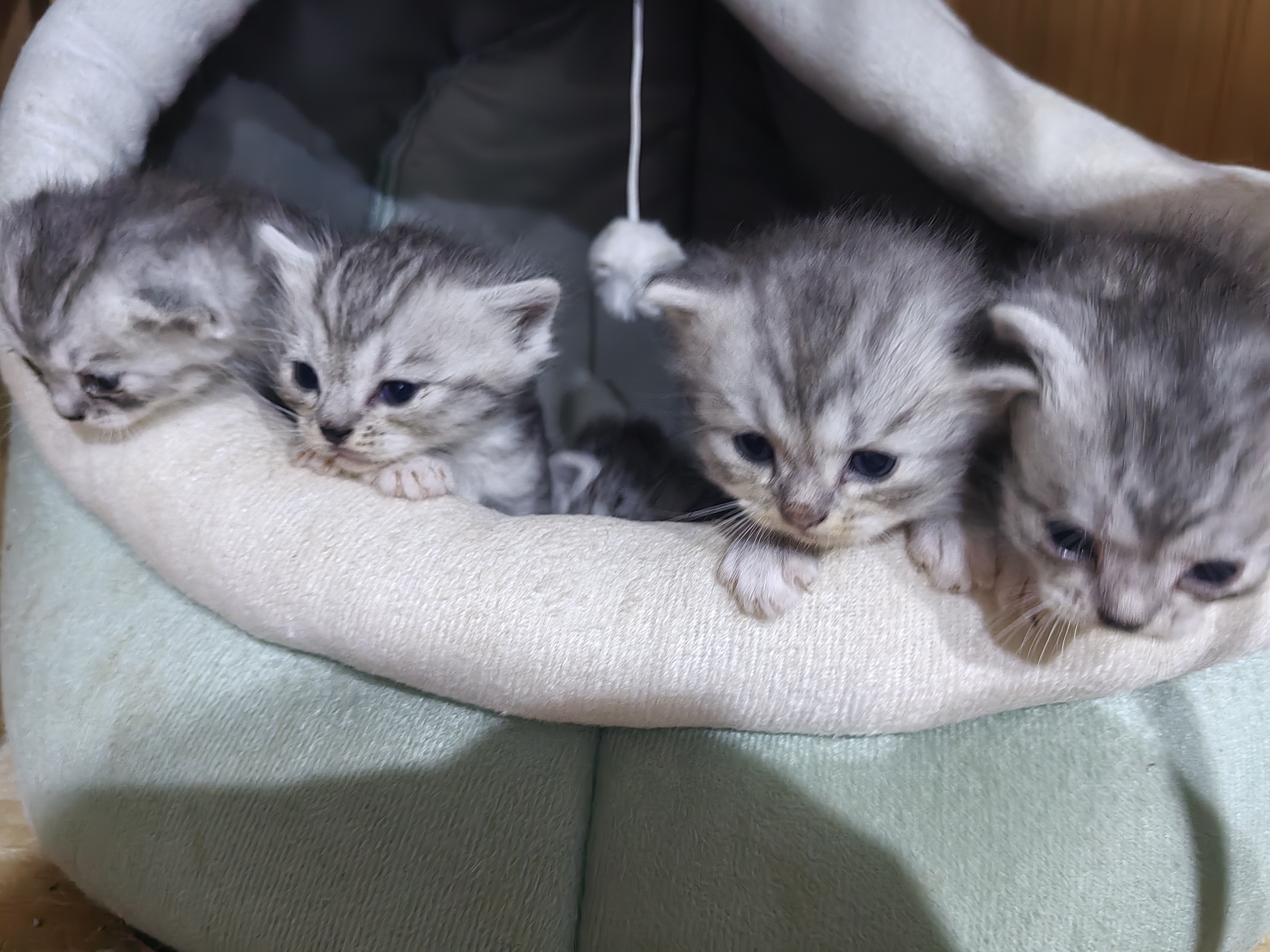 银渐层一窝马上出窝，公母都有，400一只不包邮